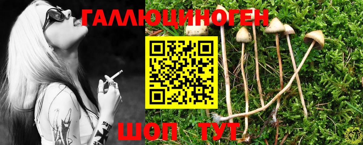 Псилоцибиновые грибы Cubensis  Вход с VPN  Камень-на-Оби 
